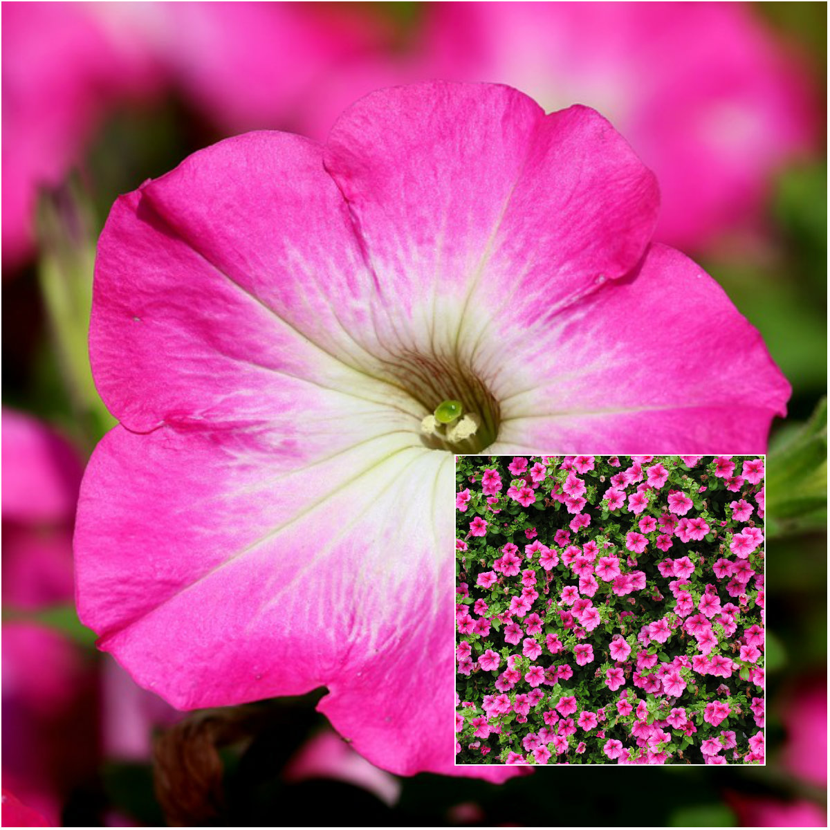 petunia flower